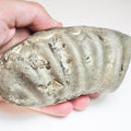 Ammonite Whorl - Pick N Mix
