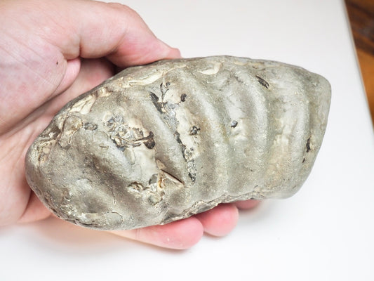 Ammonite Whorl - Pick N Mix