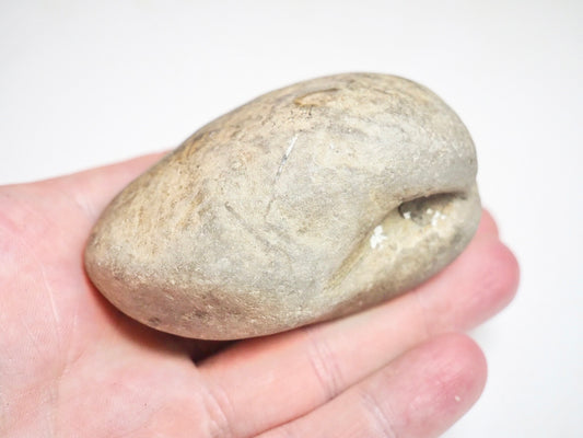 Bivalve Shell - Pick N Mix