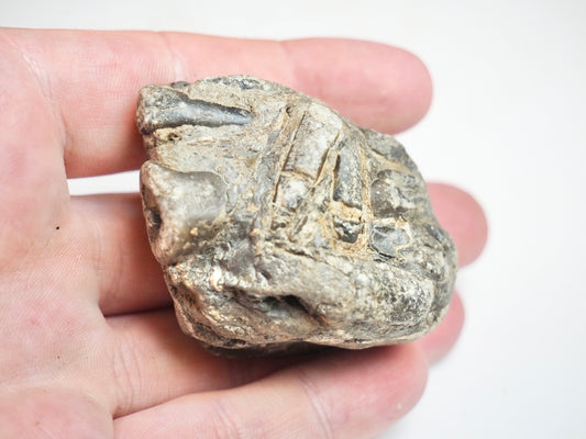 Belemnites - Pick N Mix