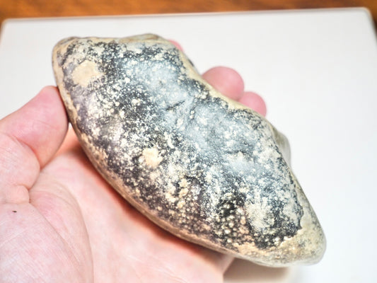 Ammonite Whorl - Pick N Mix