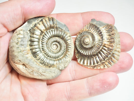 Ammonite POS/NEG - Pick N Mix