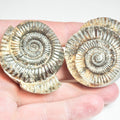 Ammonite POS/NEG - Pick N Mix