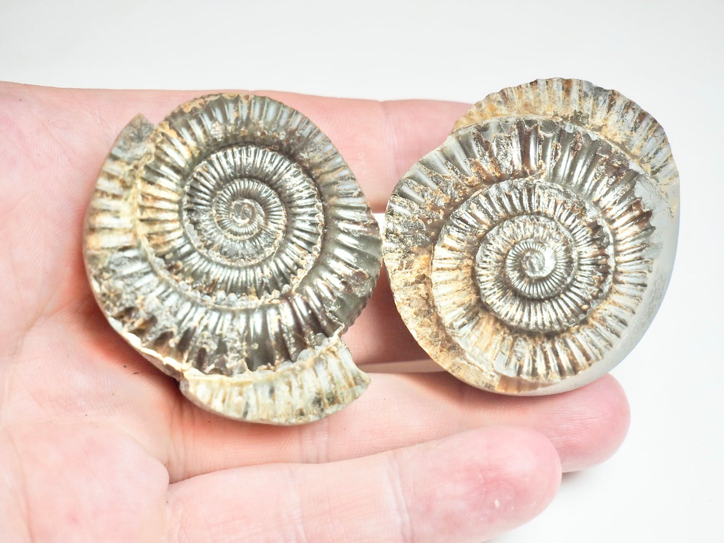 Ammonite POS/NEG - Pick N Mix