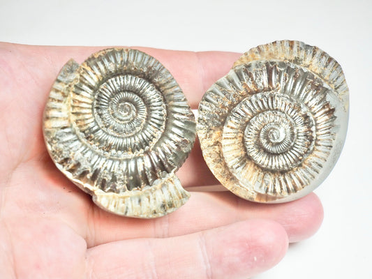 Ammonite POS/NEG - Pick N Mix