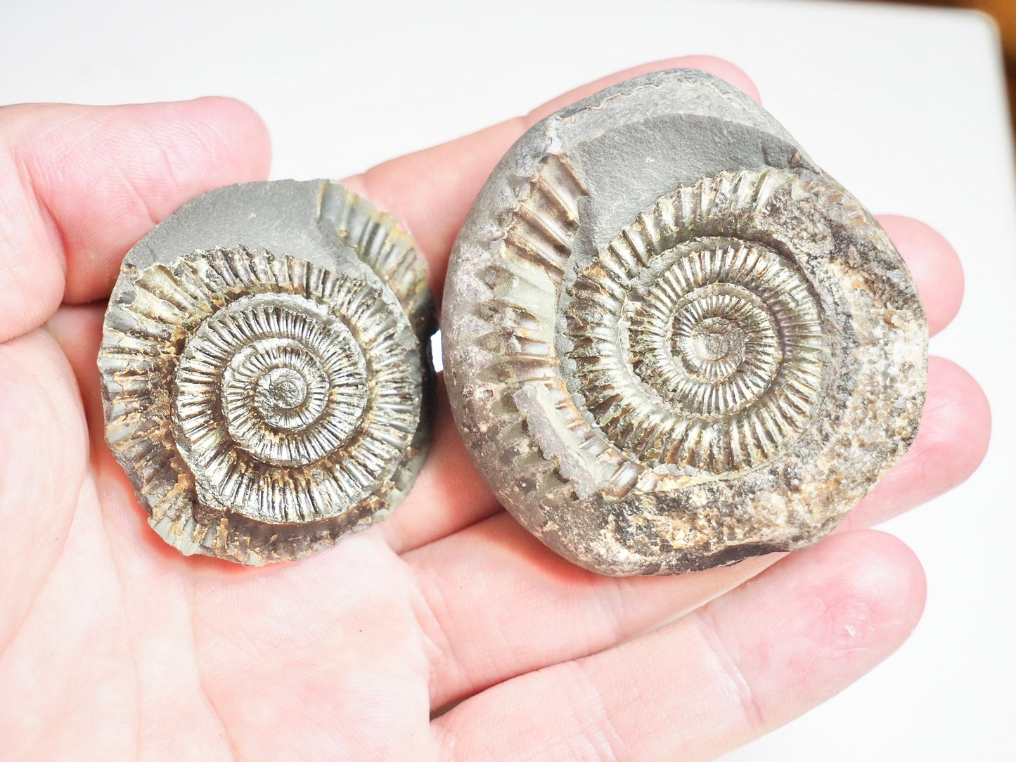 Ammonite POS/NEG - Pick N Mix