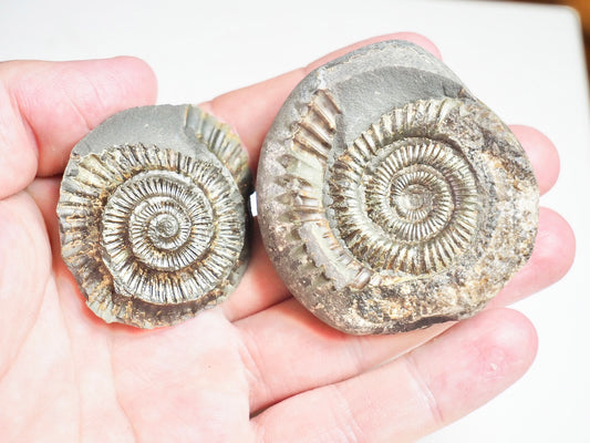 Ammonite POS/NEG - Pick N Mix