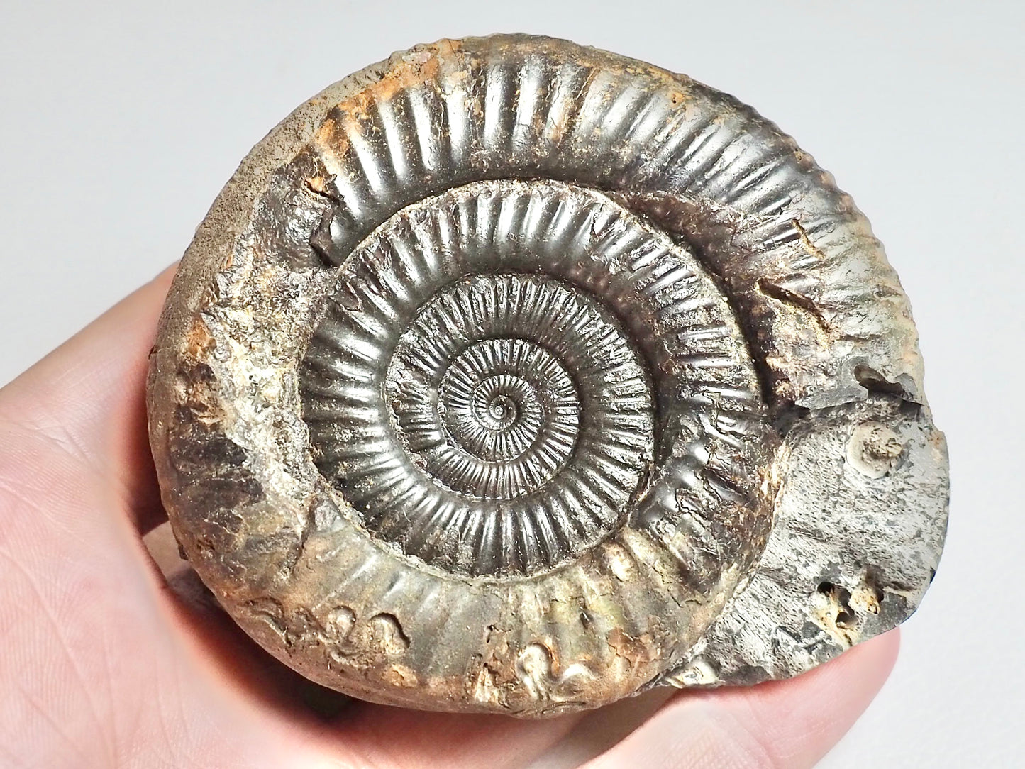 Dactylioceras Ammonite Fossil Whitby