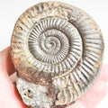 Dactylioceras Ammonite Fossil for Sale – Whitby Yorkshire Coast Jurassic