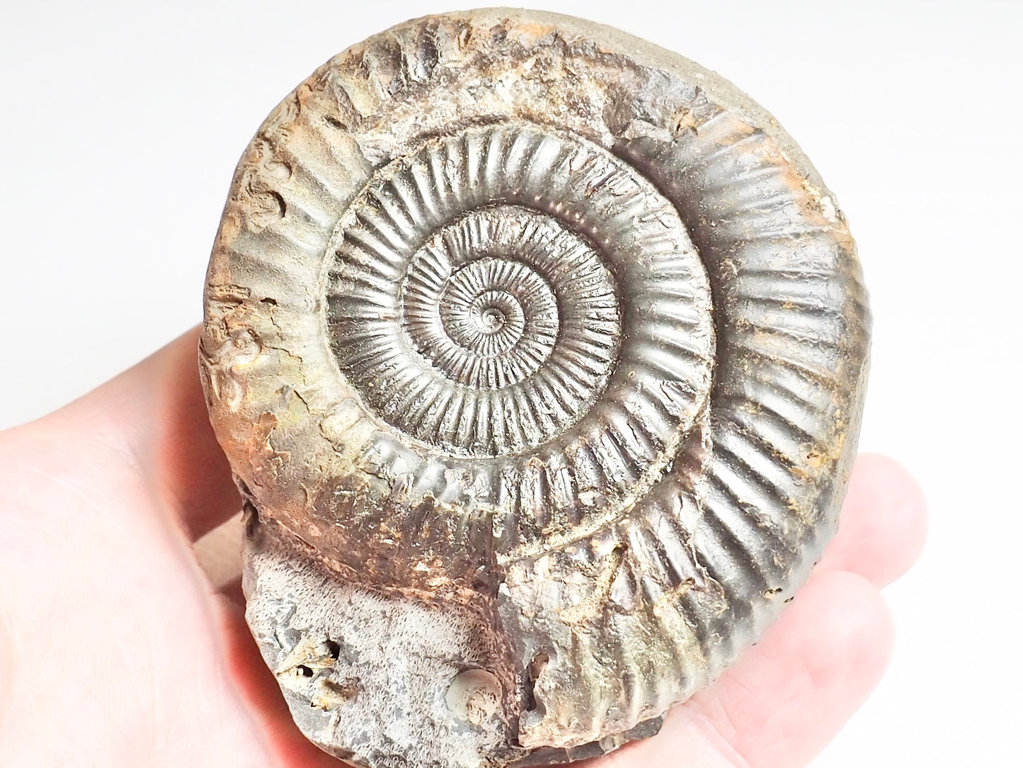 Dactylioceras Ammonite Fossil Whitby