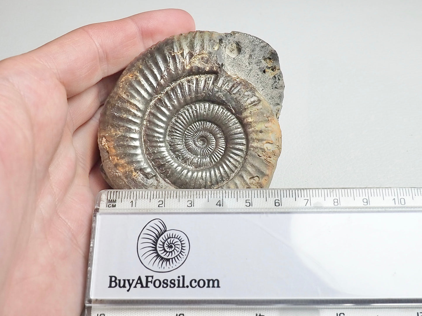 Dactylioceras Ammonite Fossil Whitby