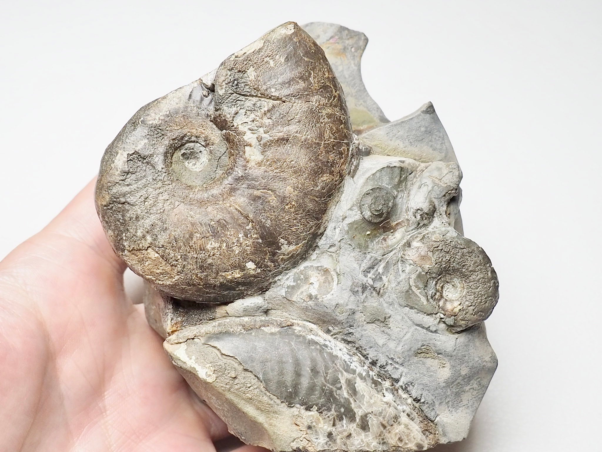 Eleganticeras Ammonite Multi – BuyAFossil