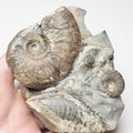 Eleganticeras Ammonite Fossil – Whitby Yorkshire Coast – Jurassic