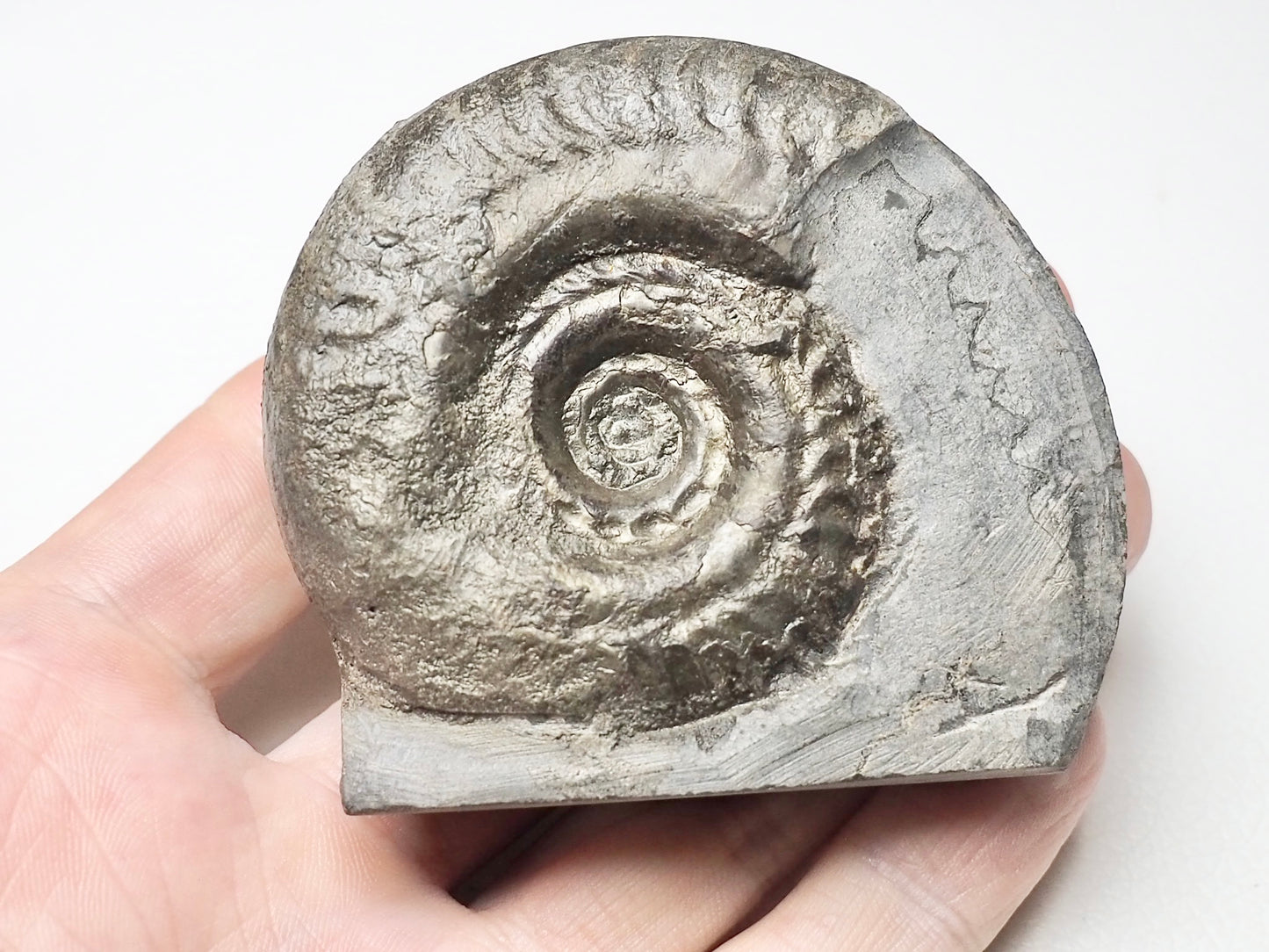 Hildoceras Ammonite