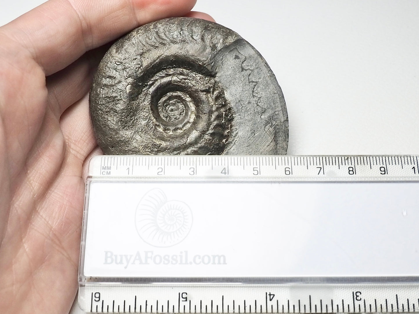 Hildoceras Ammonite