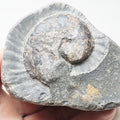 Ammonite - Pick N Mix