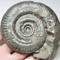 Hildoceras Ammonite Fossil – Whitby Yorkshire Coast – Jurassic