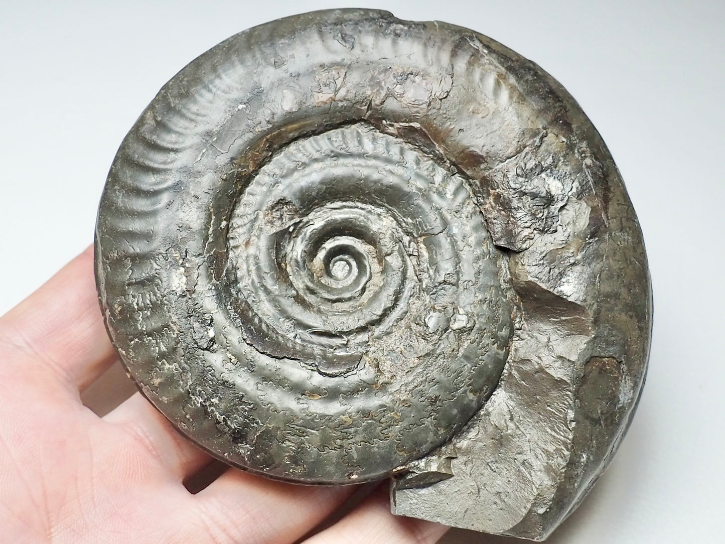 Hildoceras Ammonite