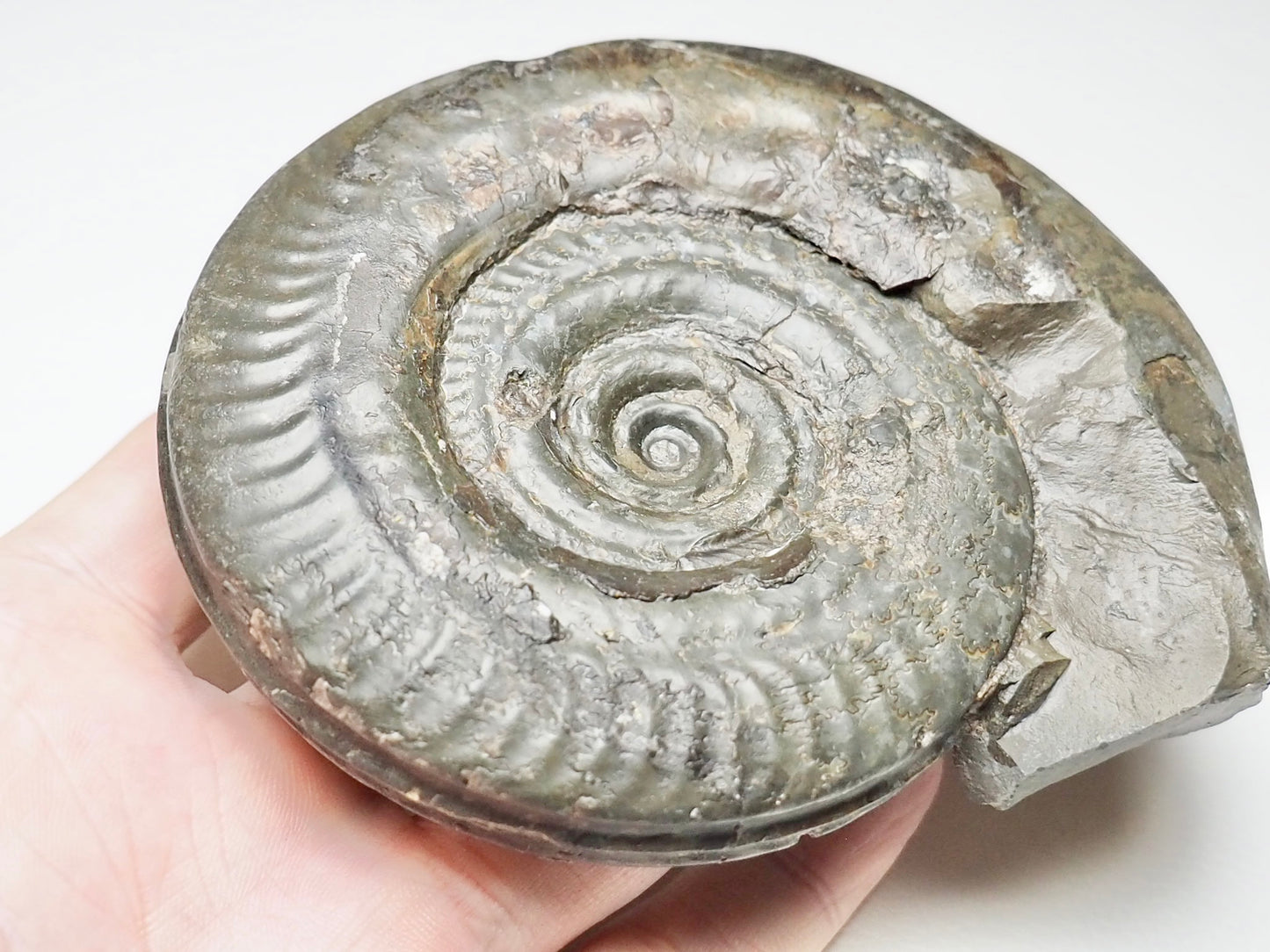 Hildoceras Ammonite