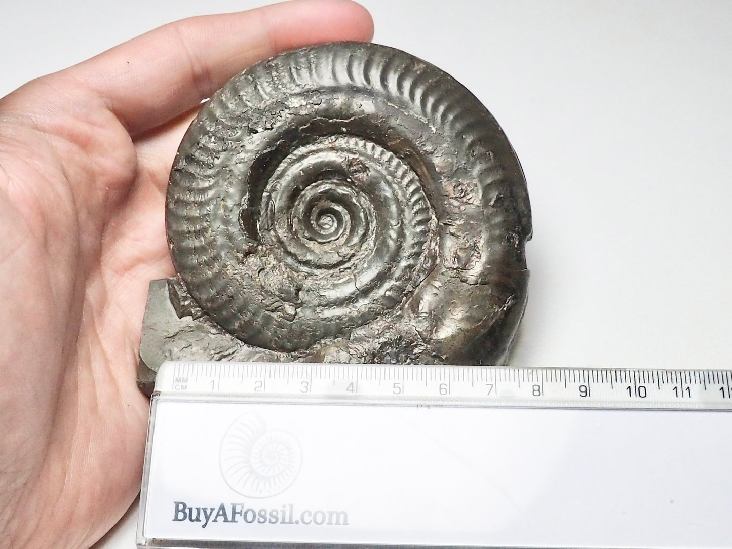 Hildoceras Ammonite