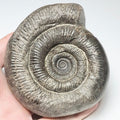 Dactylioceras Semicelatum Ammonite Fossil for Sale – Whitby Yorkshire Coast Jurassic