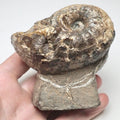 Liparoceras Ammonite Fossil for Sale – Whitby Yorkshire Coast Jurassic