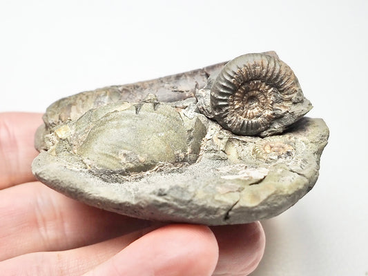 Phragmocone, Shell and ammonites