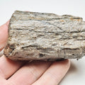 Ichthyosaur Jaw Bone – Whitby Yorkshire Coast – Jurassic