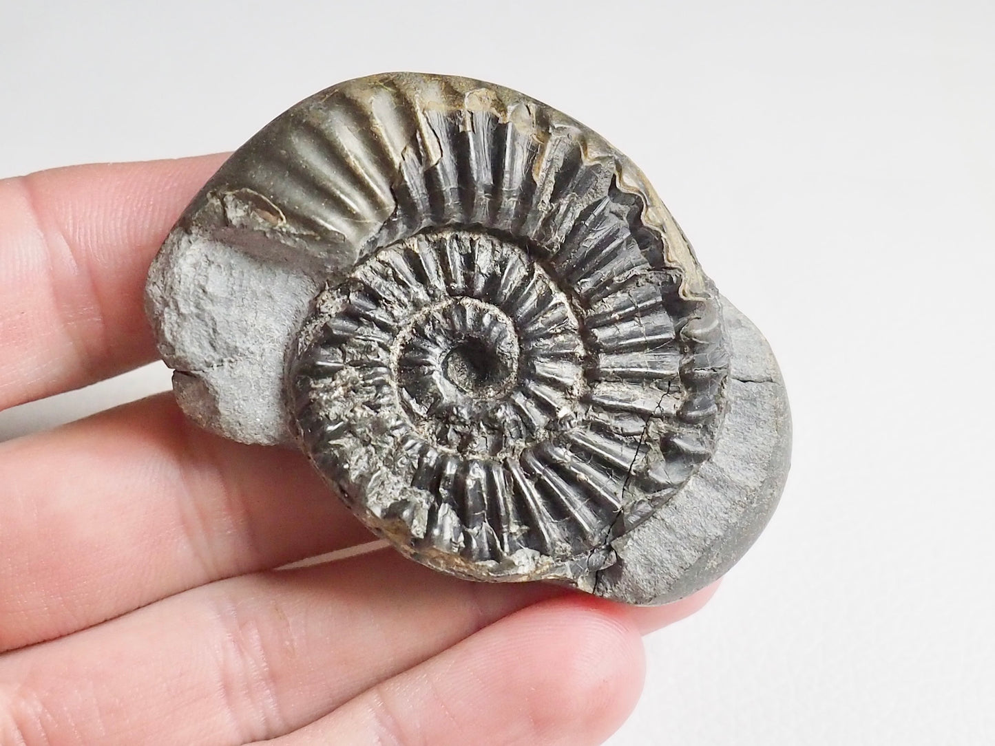 Unidentified Lower Lias Ammonite