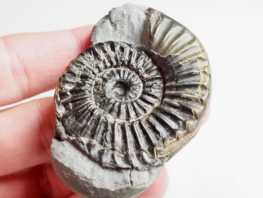 Unidentified Lower Lias Ammonite