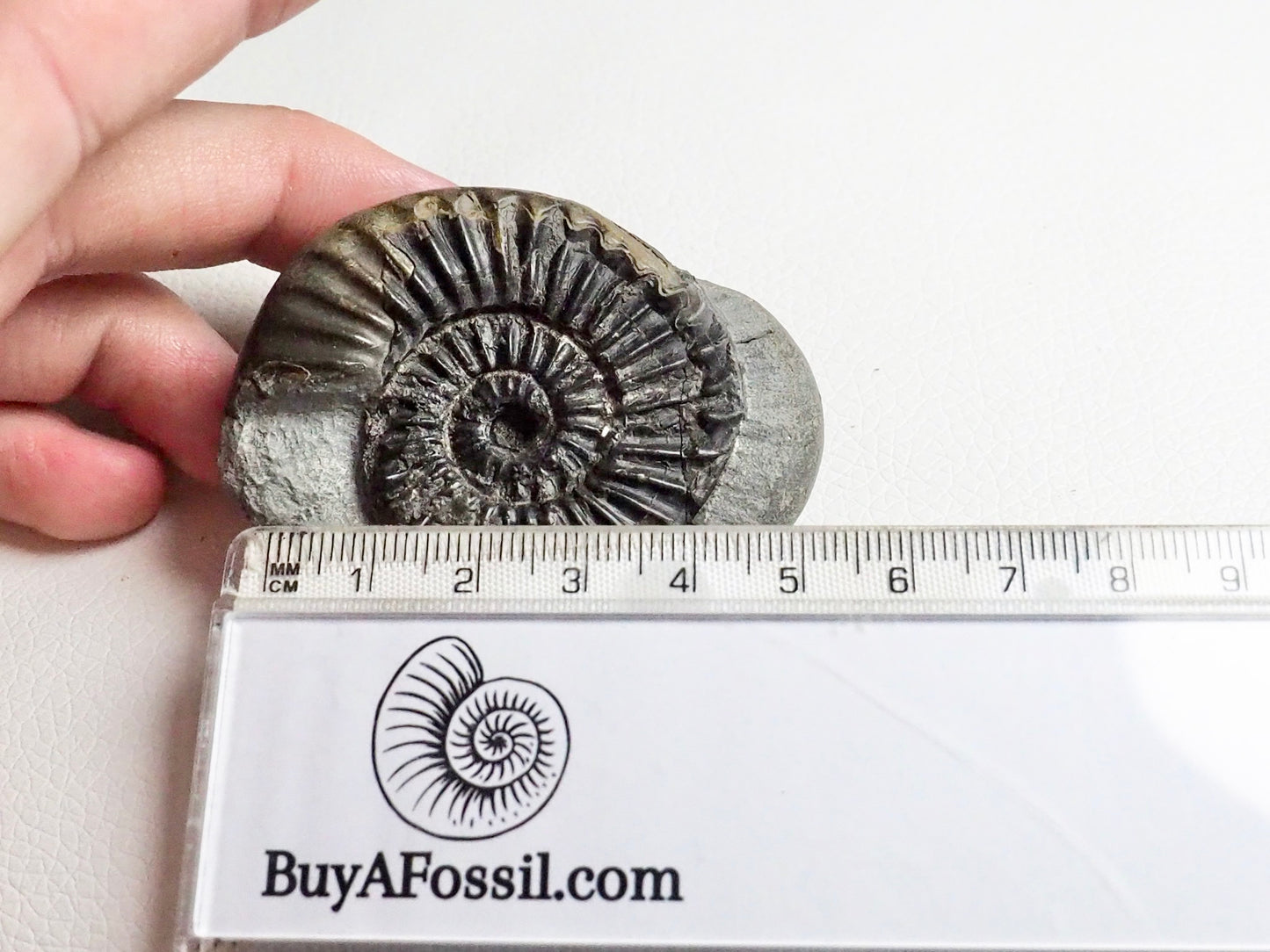 Unidentified Lower Lias Ammonite