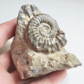 Pleuroceras On Matrix