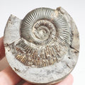 Semicelatum Dactylioceras Ammonite Fossil for Sale – Whitby Yorkshire Coast Jurassic