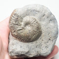 Pseudolioceras Ammonite Fossil – Whitby Yorkshire Coast – Jurassic