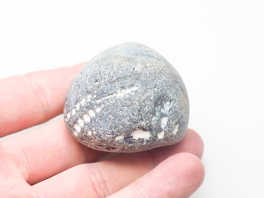 Fossil Sea Urchin, Yorkshire Coast