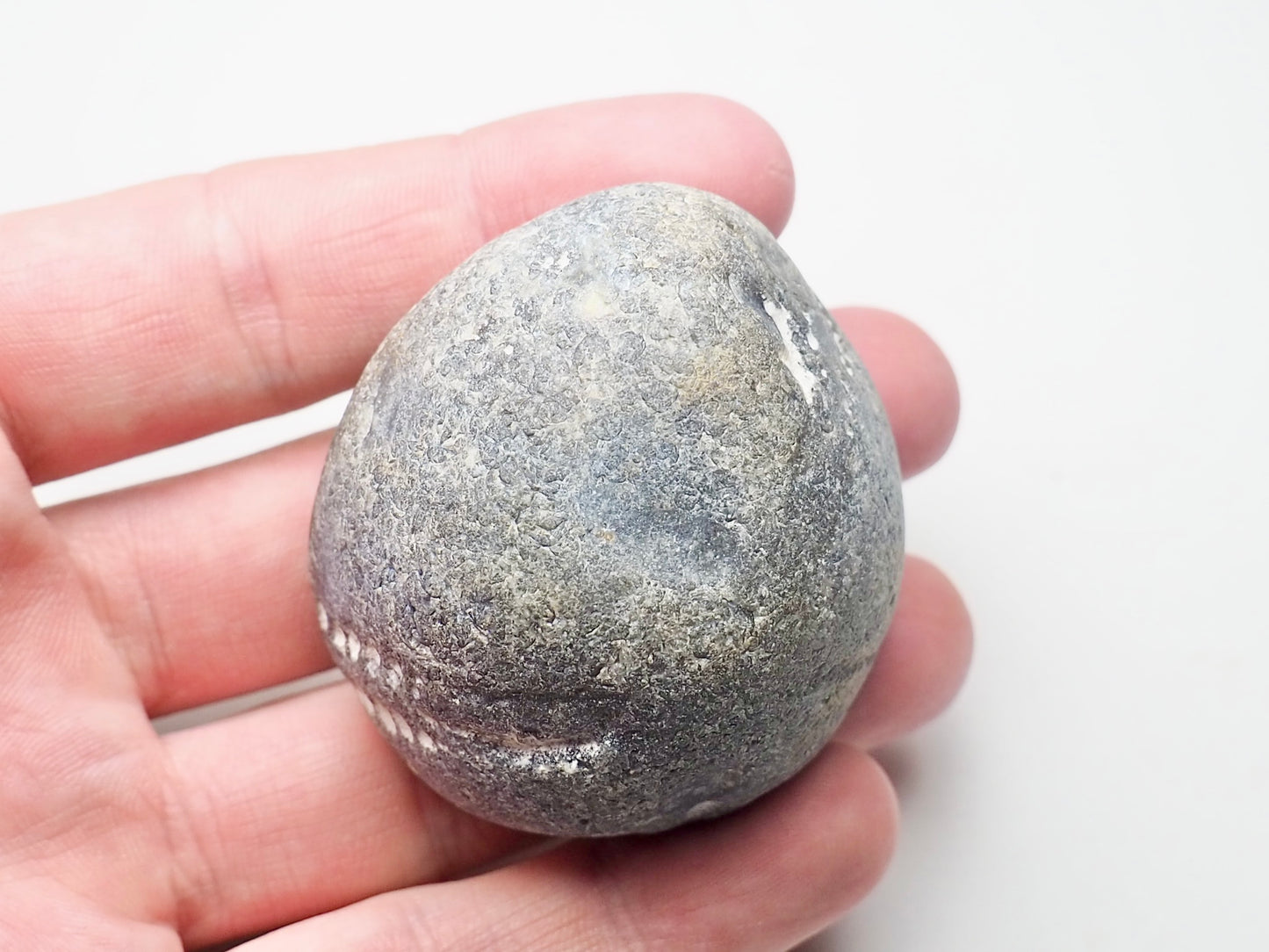 Fossil Sea Urchin, Yorkshire Coast