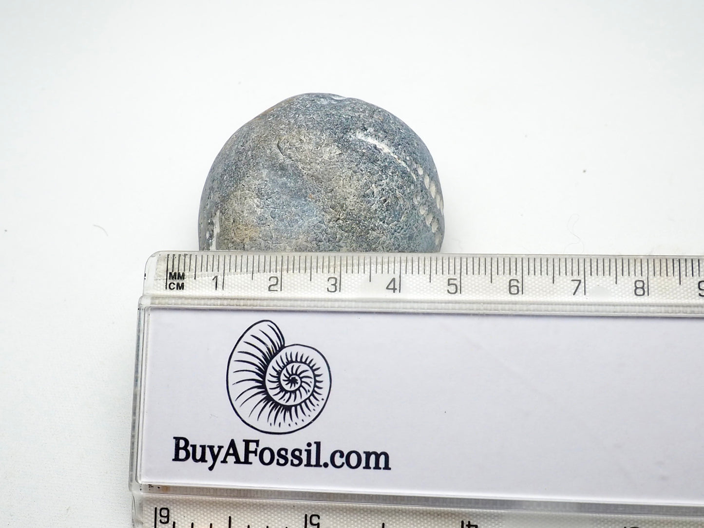 Fossil Sea Urchin, Yorkshire Coast