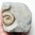 Hildoceras Ammonite Fossil – Whitby Yorkshire Coast – Jurassic
