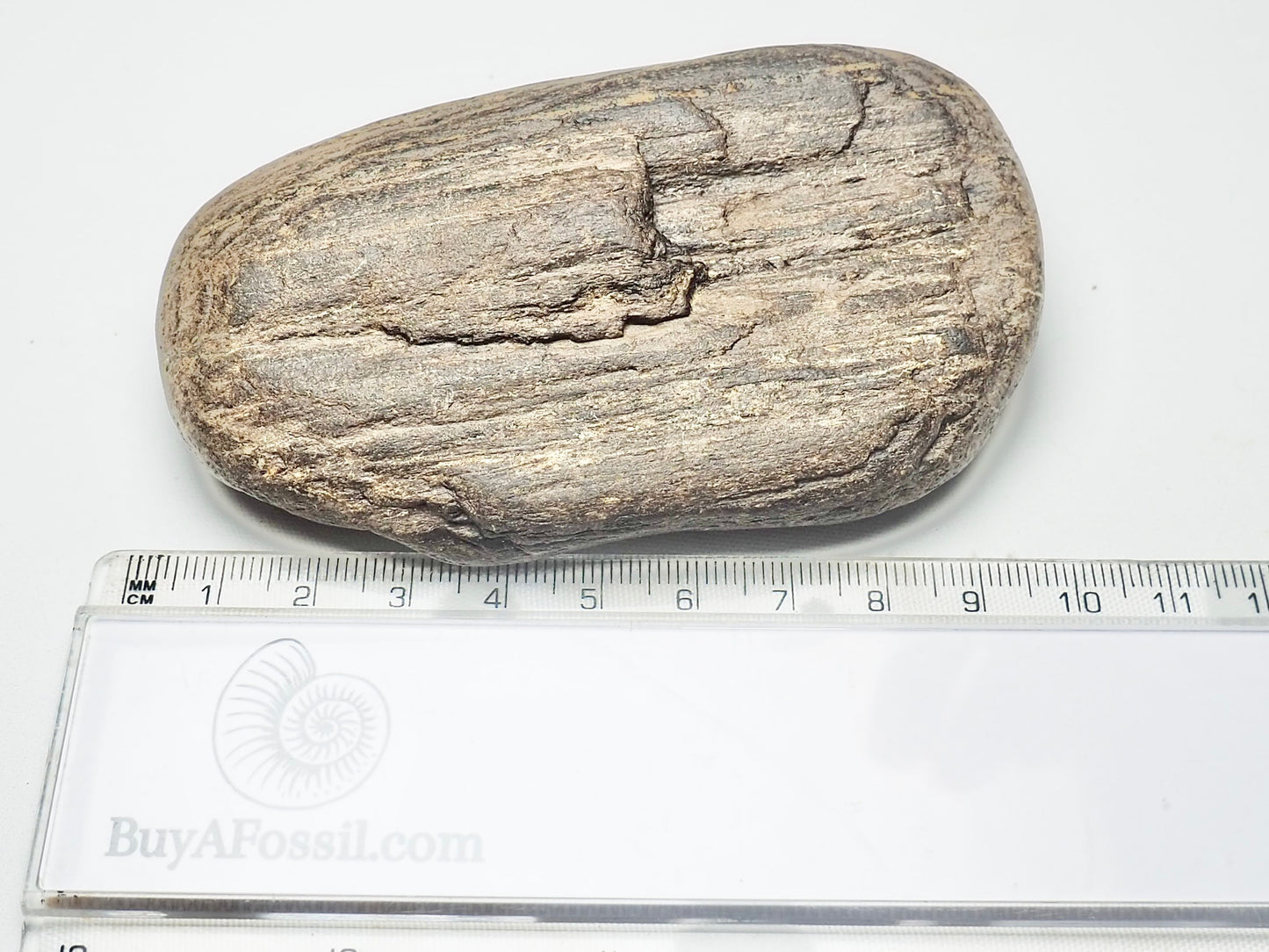 Fossil Wood/Tree Branch