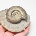 Dactylioceras Semicelatum Ammonite Fossil – Whitby Yorkshire Coast – Jurassic