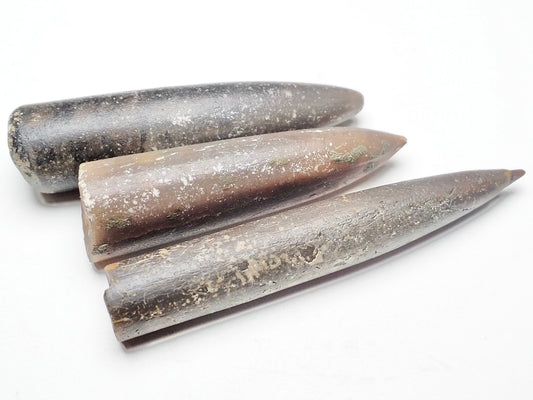 x3 Belemnites