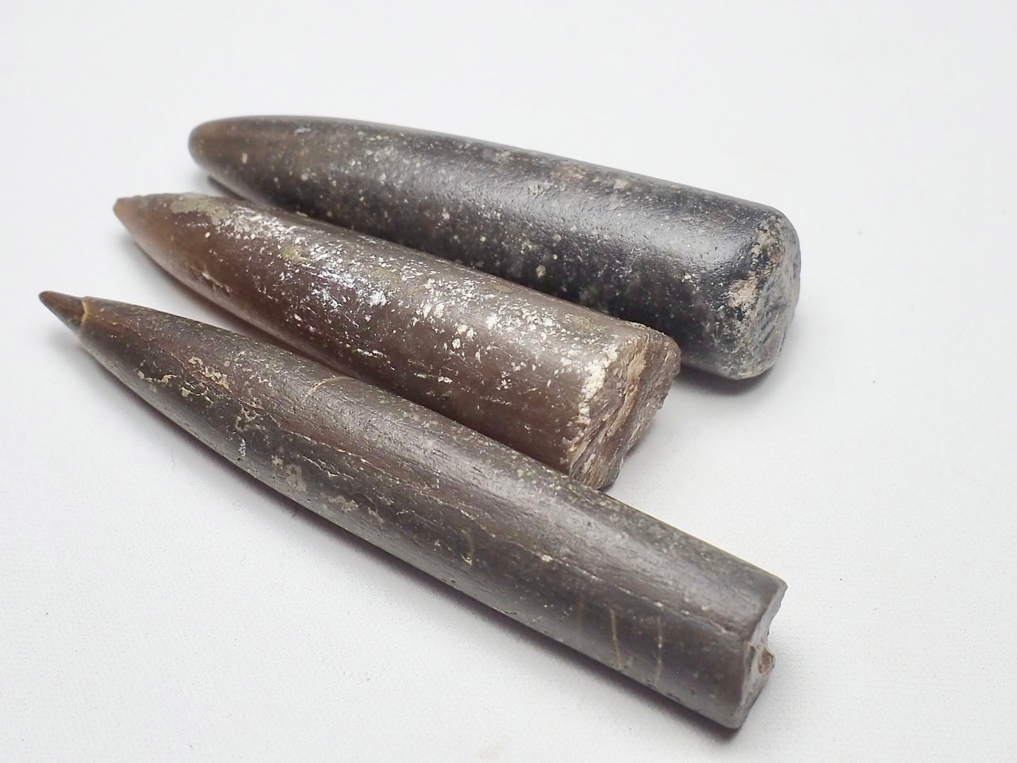 x3 Belemnites