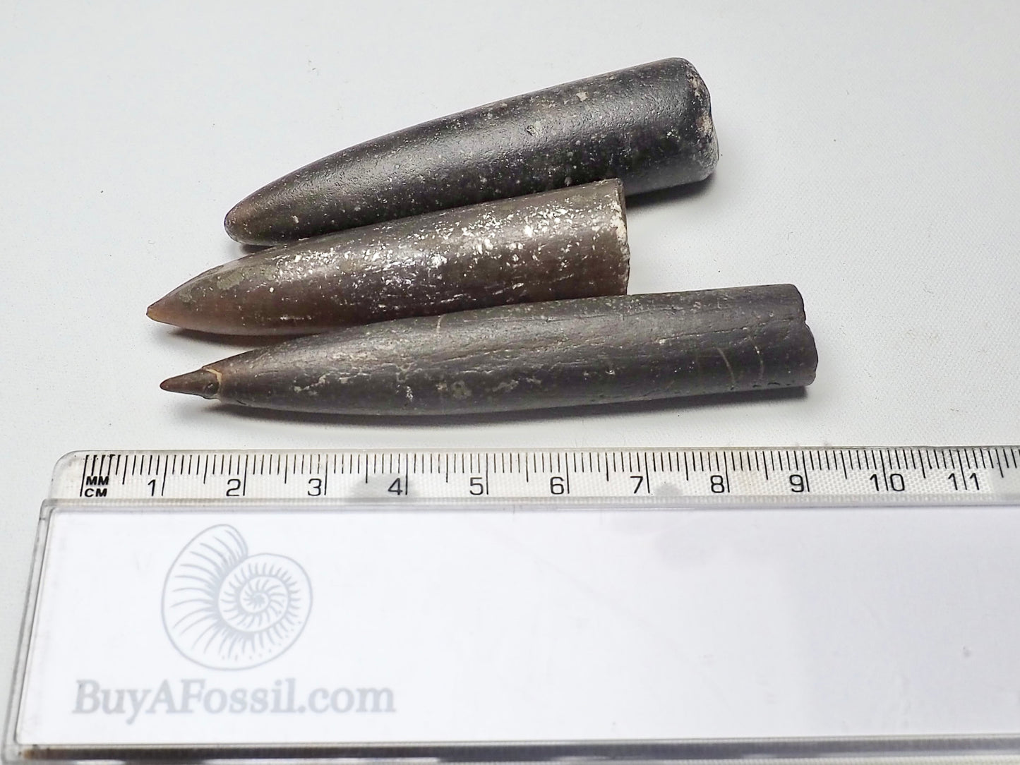 x3 Belemnites