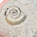 Grammoceras Ammonite Fossil – Whitby Yorkshire Coast – Jurassic