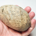 Large Bivalve Shell