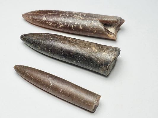 x3 Belemnites