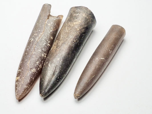 x3 Belemnites