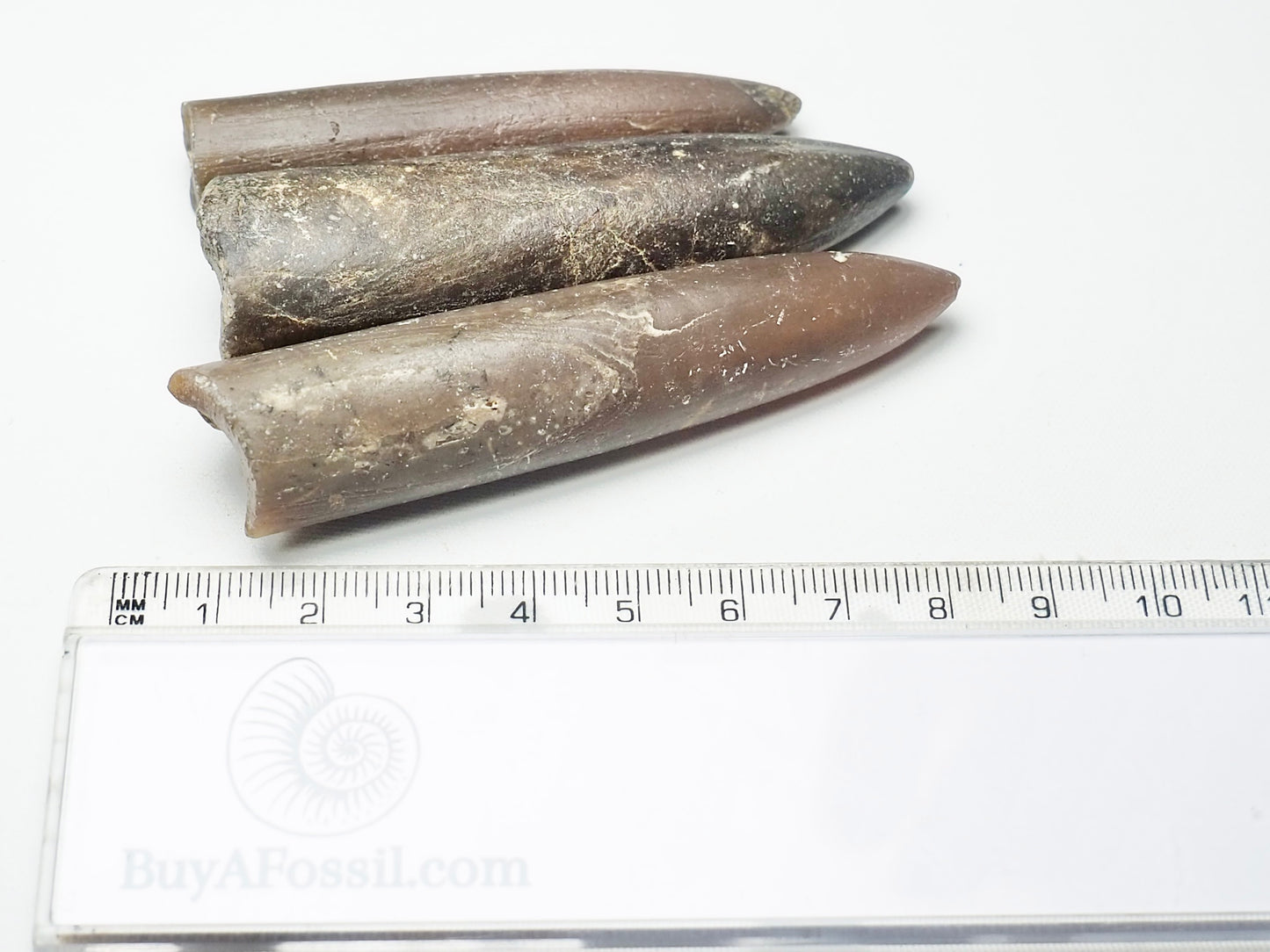 x3 Belemnites