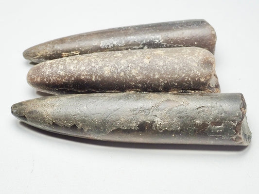 x3 Belemnites