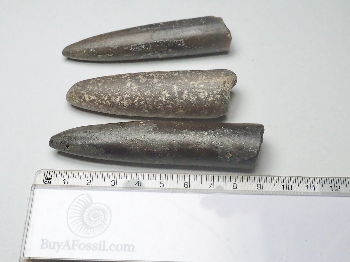 x3 Belemnites